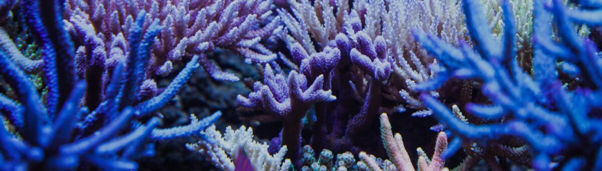 Register - Real Reef Solutions